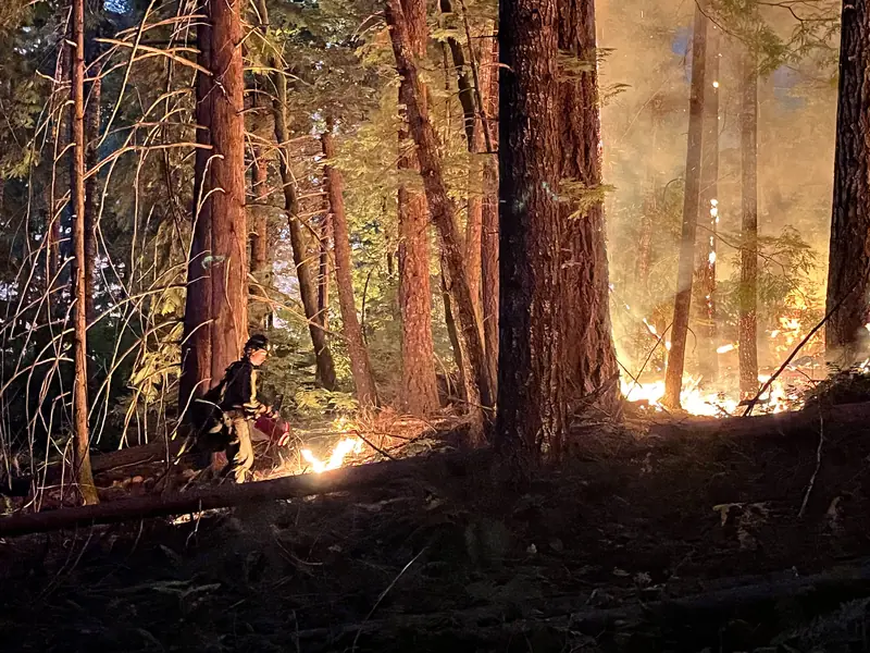 Dusk in tall timber: a crew member working a line of low flame, the whole slope behind glowing.