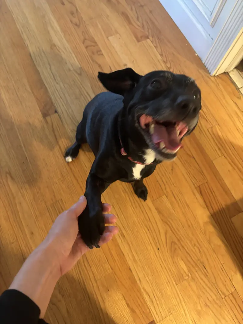 A black dog with a white chest sitting on a wood floor, mouth wide open in a grin, one paw in my hand.