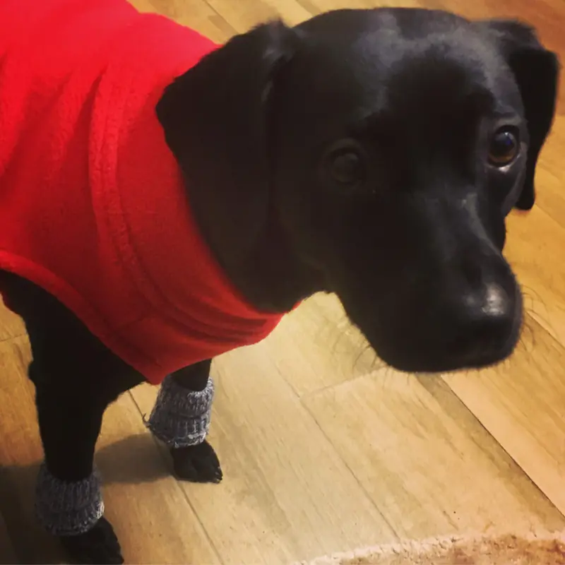 A small black dog in a red fleece and grey leg warmers, giving the camera a worried look.